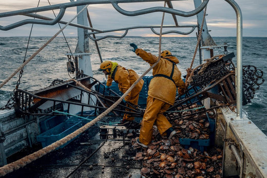 Origine et distribution des coquilles Saint-Jacques en France