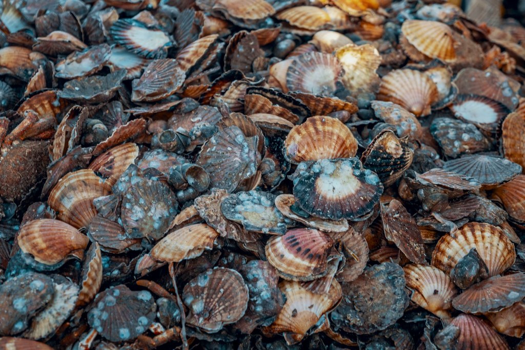 Quelles sont les fausses coquilles Saint-Jacques et comment les éviter ?