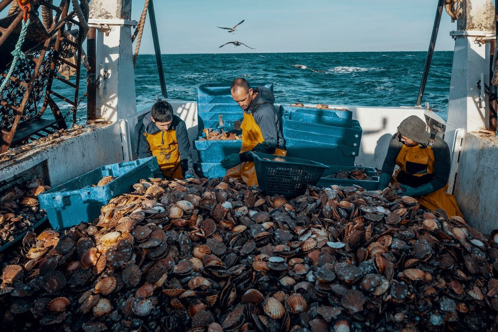 Pourquoi les Saint-Jacques Dégagent-Elles Une Odeur Forte ?