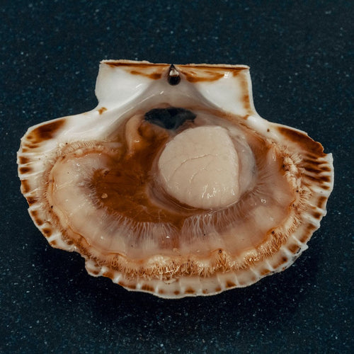 Quels sont les parties comestibles de la coquille Saint-Jacques?