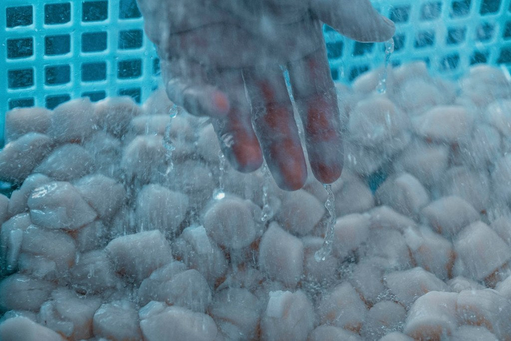 Faut-il laver les coquilles Saint-Jacques avant de les congeler?