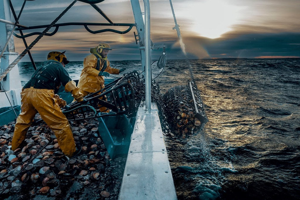 Quand et comment se déroule la pêche de la coquille Saint-Jacques en Baie de Seine?