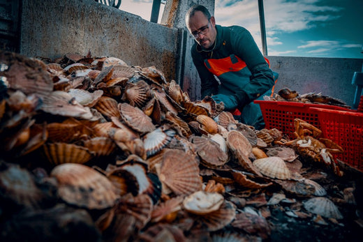Combien y a t-il de coquilles Saint-Jacques dans un kilo?