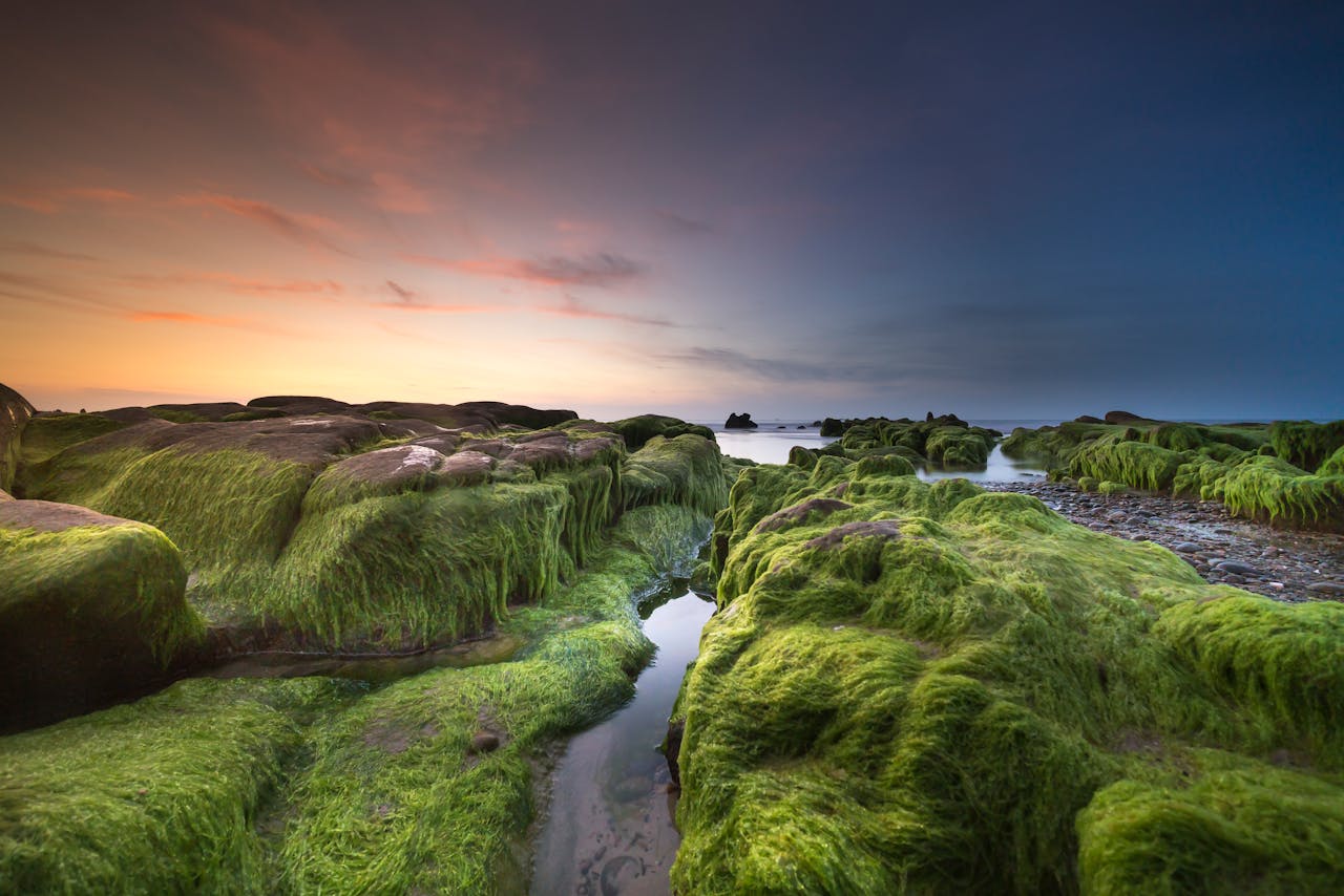 Qu'est-ce que les algues vertes en Bretagne et pourquoi sont-elles un problème ?