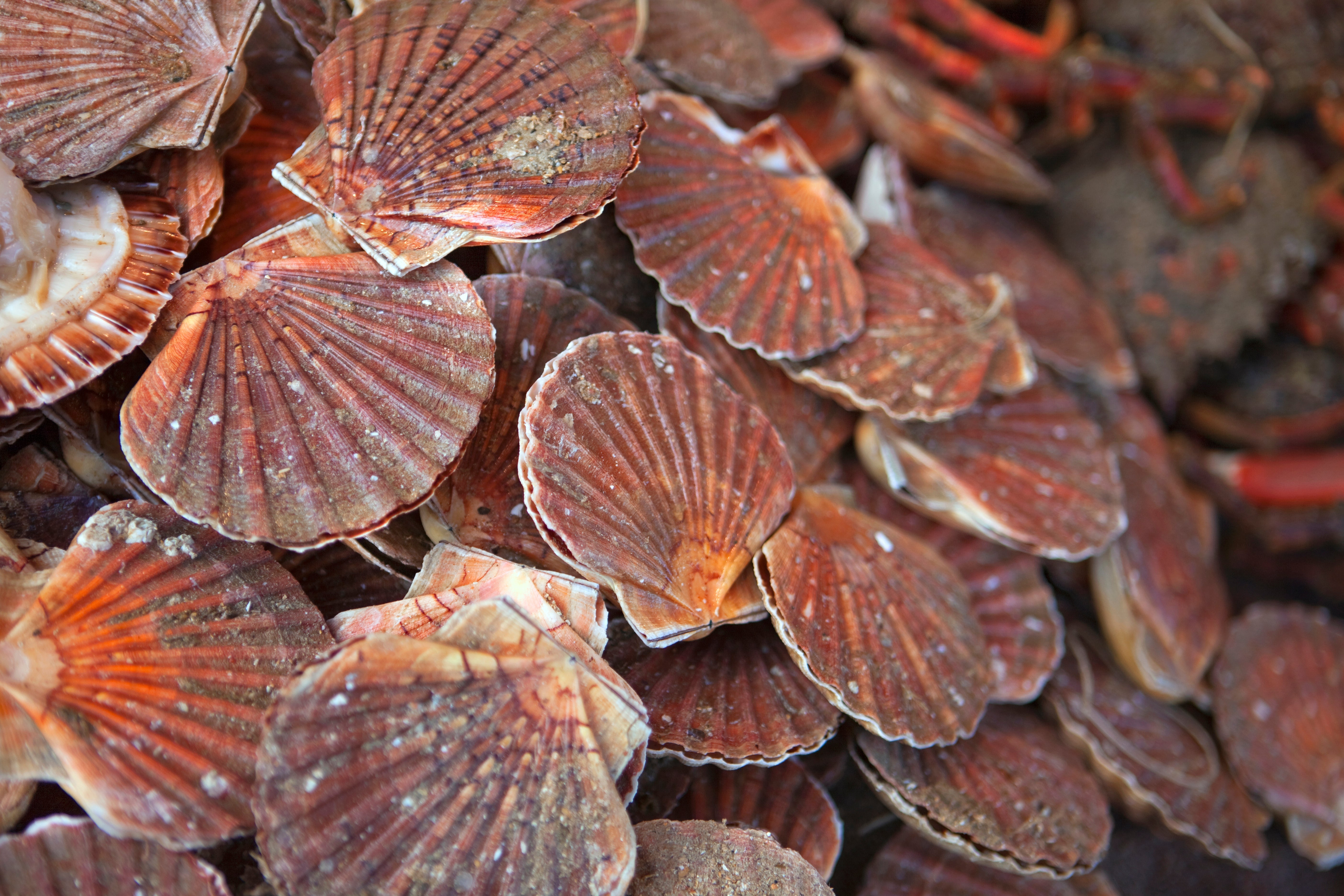 Quelle est la Signification Symbolique de la Coquille Saint-Jacques ?