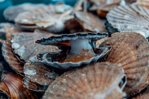 Comment reconnaître une coquille saint-jacques vivante ?