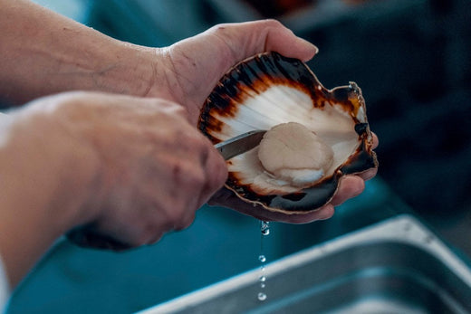 Goûts et saveurs des coquilles Saint-Jacques : crues vs cuites