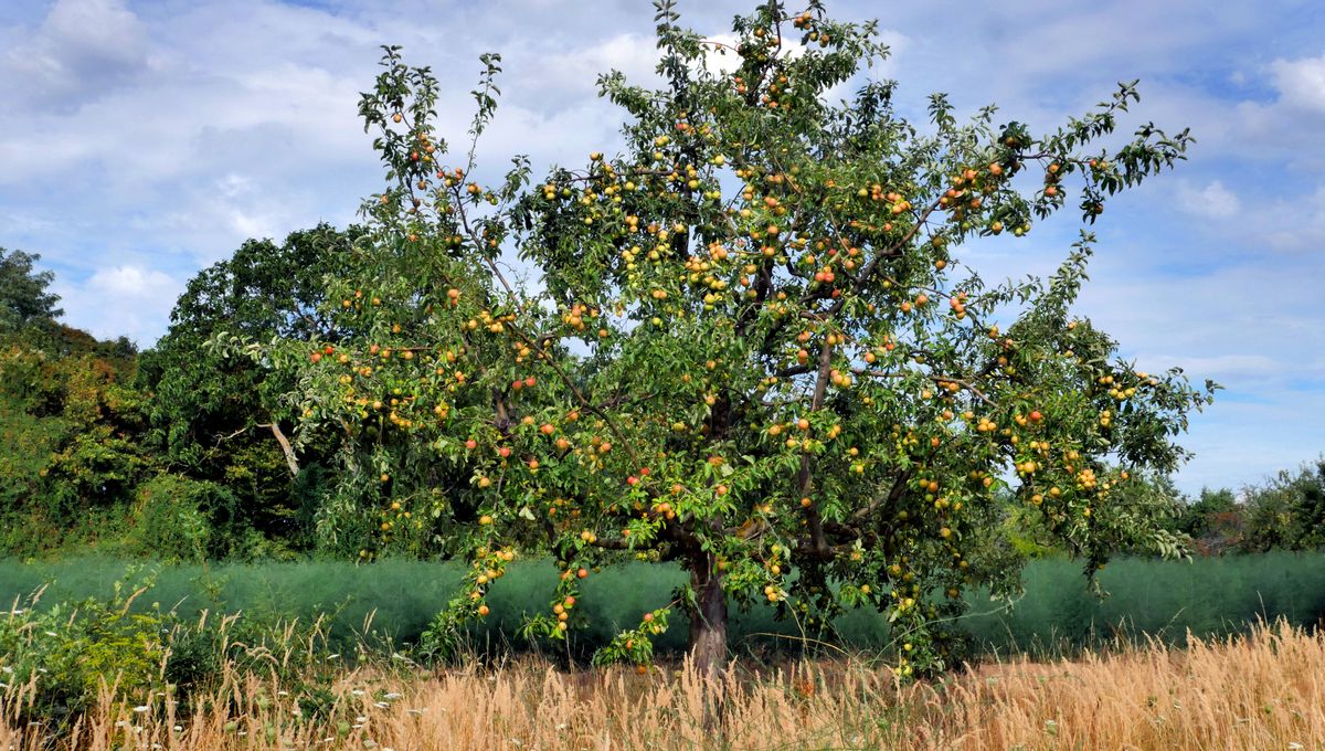 Quels sont les meilleurs arbres fruitiers en Bretagne ?