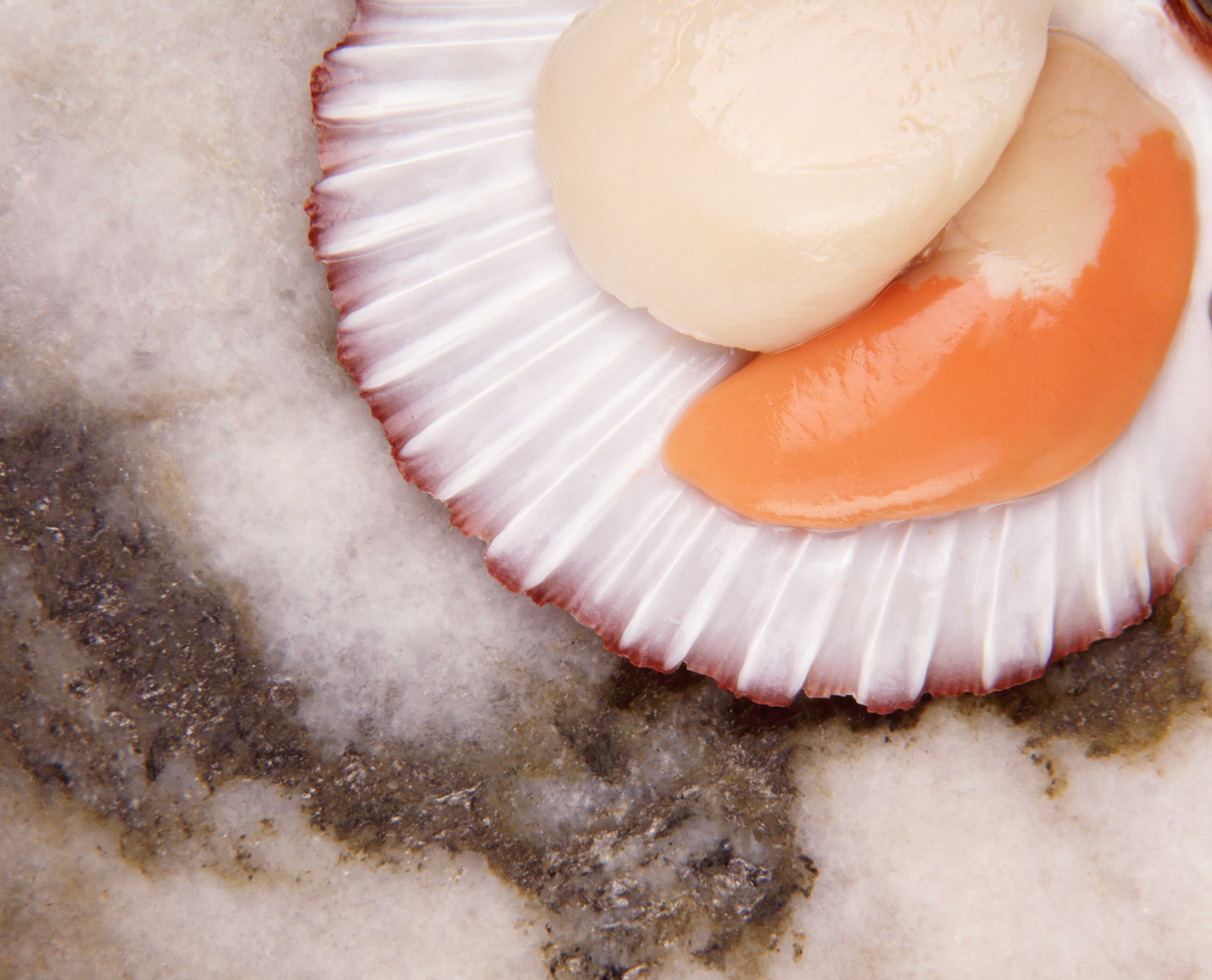 Comment est fait l'anatomie de la coquille Saint-Jacques ?
