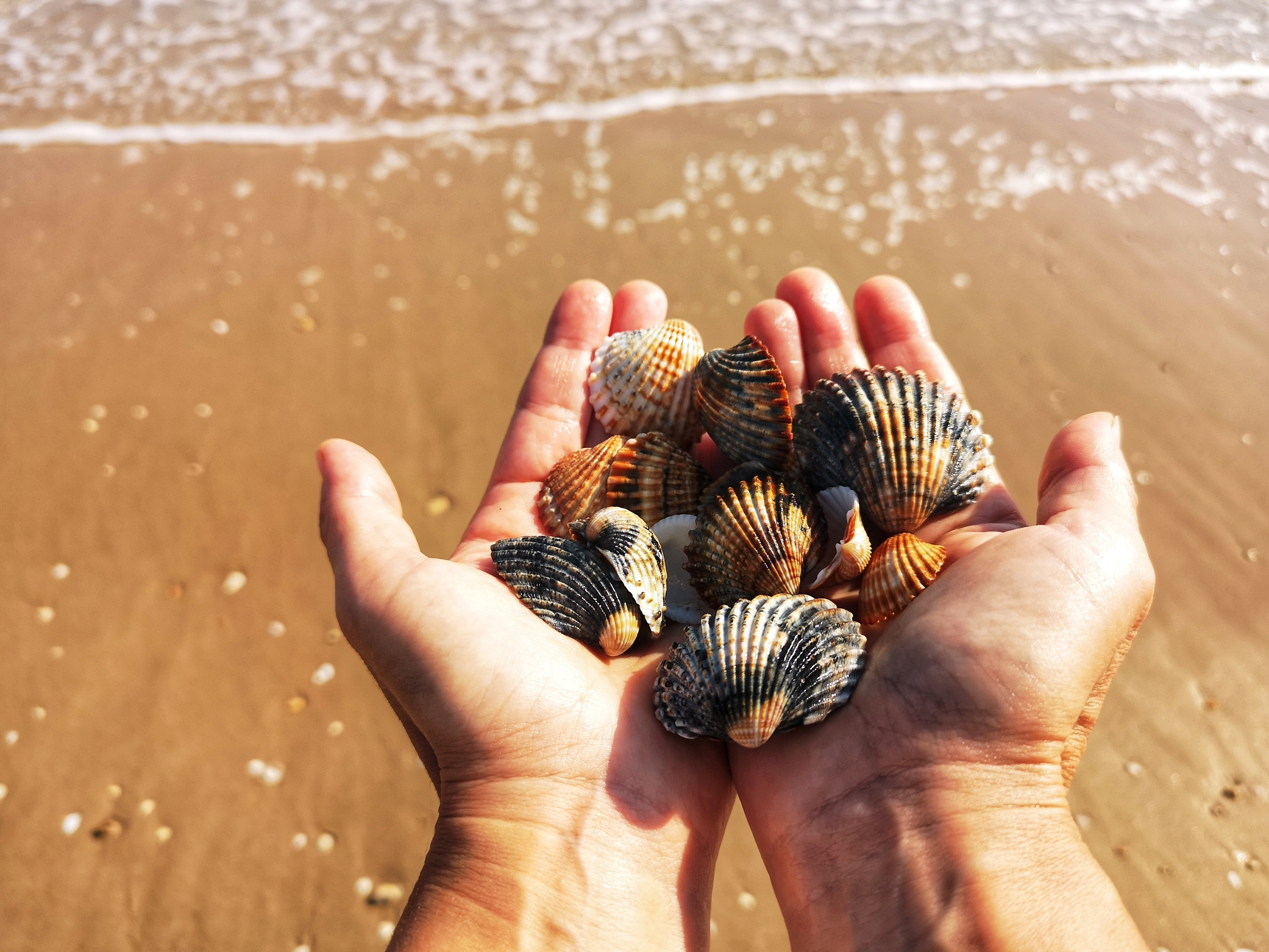 Comment pratiquer la pêche à pied en Bretagne de manière responsable ?